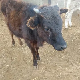 10 айлык гачар