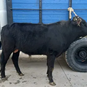 arssa sbes tohum okuz