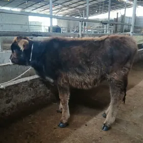 Arassa swet tohum tuwe