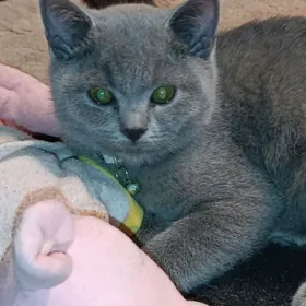 шотландский кот