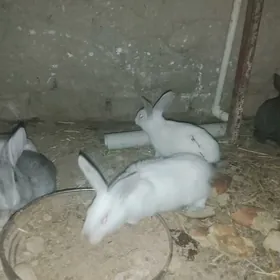 POL WELİKAN BEÇLER SATLYK