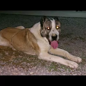 1 yarym yasynda alabay kopek