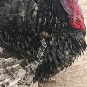 индюк бронза канадский