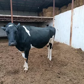 голштинской пародия