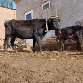 14 15.LITR SÜÝDLI GÖLELI SYGYR