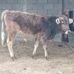 ŞİBES ÖKÜZ WE TÜWE