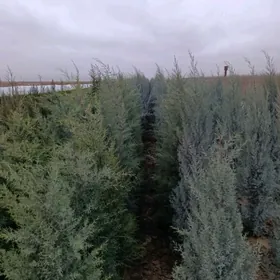 Bezeg baglar Miweli baglar