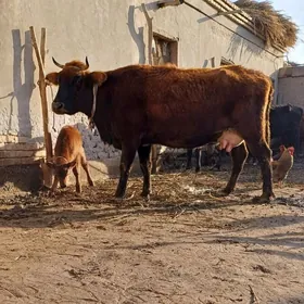 GÖLELI SYGYR PARODA