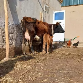 BIJAY SÜÝDLEK GOLELI SYGYR