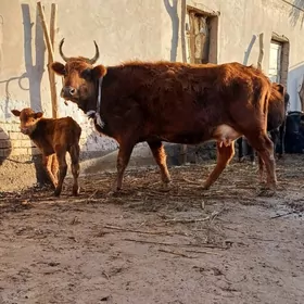 KÄN SÜÝDLI GOLELI SYGYR PARODA