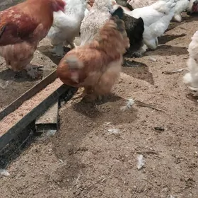 Balgar balakly towuk