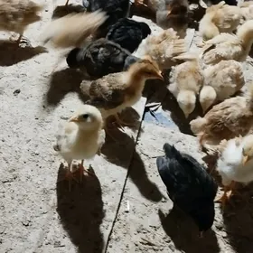 45 gunden gecen juje