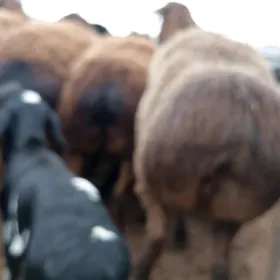 гиссар арасса гузулы