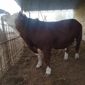 semental arginal okuz