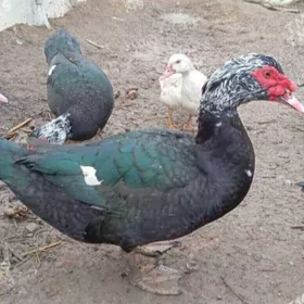 Indutga towuk ördek induk gus