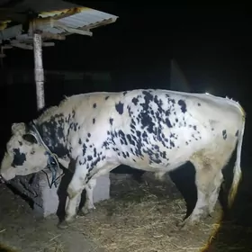 галиштейин чисти ган