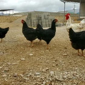 Armiyan towuk ýumurtga