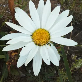 Ромашка садовая