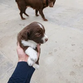 Spaniel awcy