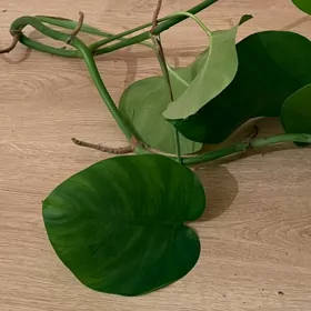 monstera 1 metr