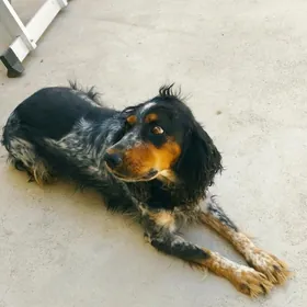 спаниель в добрые руки