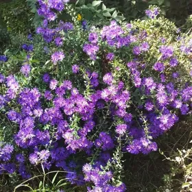 Сентябринка