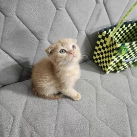 Шотландские котята