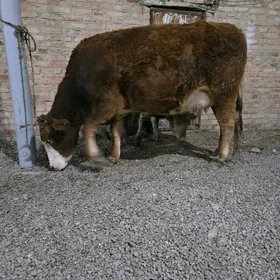 simental göleli sygyr