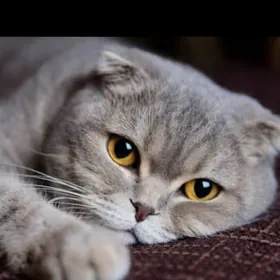 шатланский кот