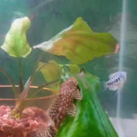 анциструсы