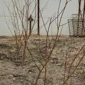 Erik setdaly nahallary