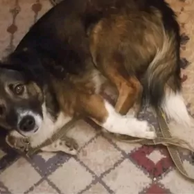 ПЁСИК В ДОБРЫЕ РУКИ!!!