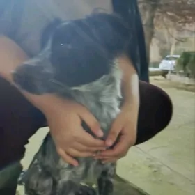 МАЛЫШКА В ДОБРЫЕ РУКИ!!!