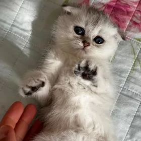 Scottish Fold