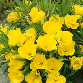 рассада цветка Энотера