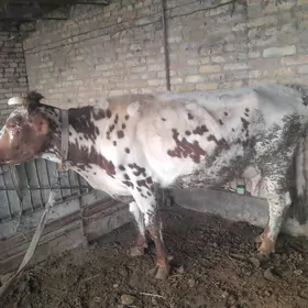 saglyk mal unajyn okuz