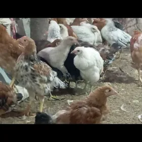 4 aydan geçan towuk jüýje