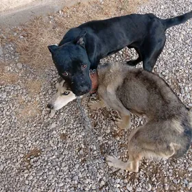 SATLYK PITBUL ERKEK GARA