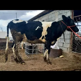 GARALA GALIŞDEÝIN SYGYR