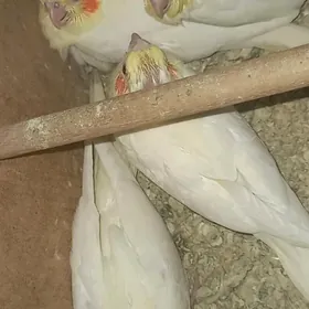 попугаи карэллы лютино