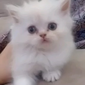 персидский котята