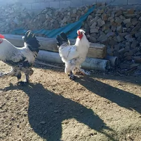 horaz lahmaty telpekli