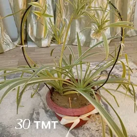 домашние растения