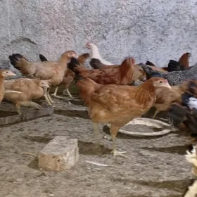 juyje elin seredilen