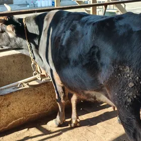 bogoz we sagylyan sygyrlar