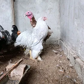 brama lawanda blu laset mramyr