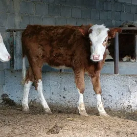 Gibrit Simintal tüwe