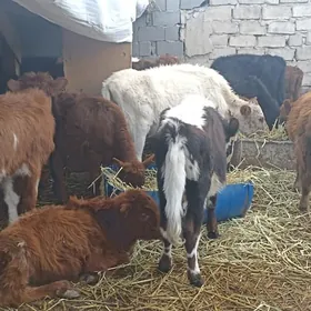 öküzçe tüwe öküz göle