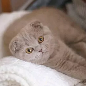 шотландцы лиловый окрас