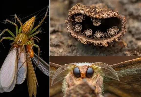 Красота невидимого в объективах победителей конкурса CUPOTY 2025